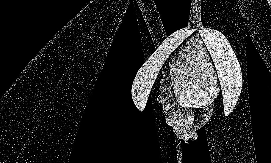 Detail aus „Encyclia citrina“, 2017 – 126 x 88,8 cm; Unikatdruck, Diasec