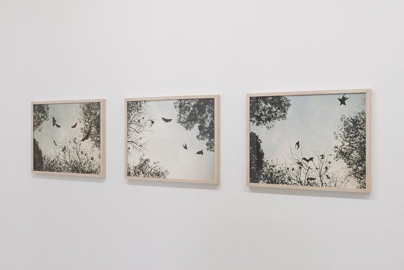 Olaf  Unverzart, flying dogs (Sri Lanka) - Triptychon, 2017 – Ed. 5; jeweils 48 x 63 cm; Archival Pigment Print; gerahmt