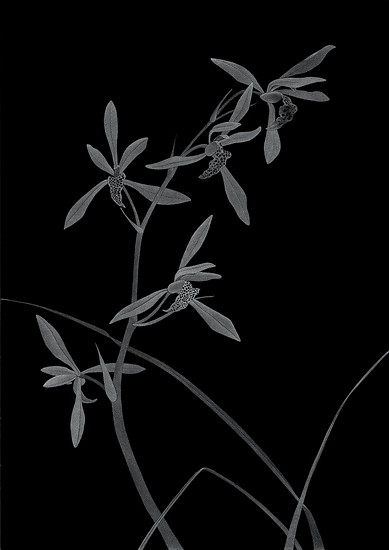 „Chinesische Orchidee (Hommage an Ma Lin)“, 2014|2017 – 172,8 x 126 cm; Unikatdruck, Diasec
